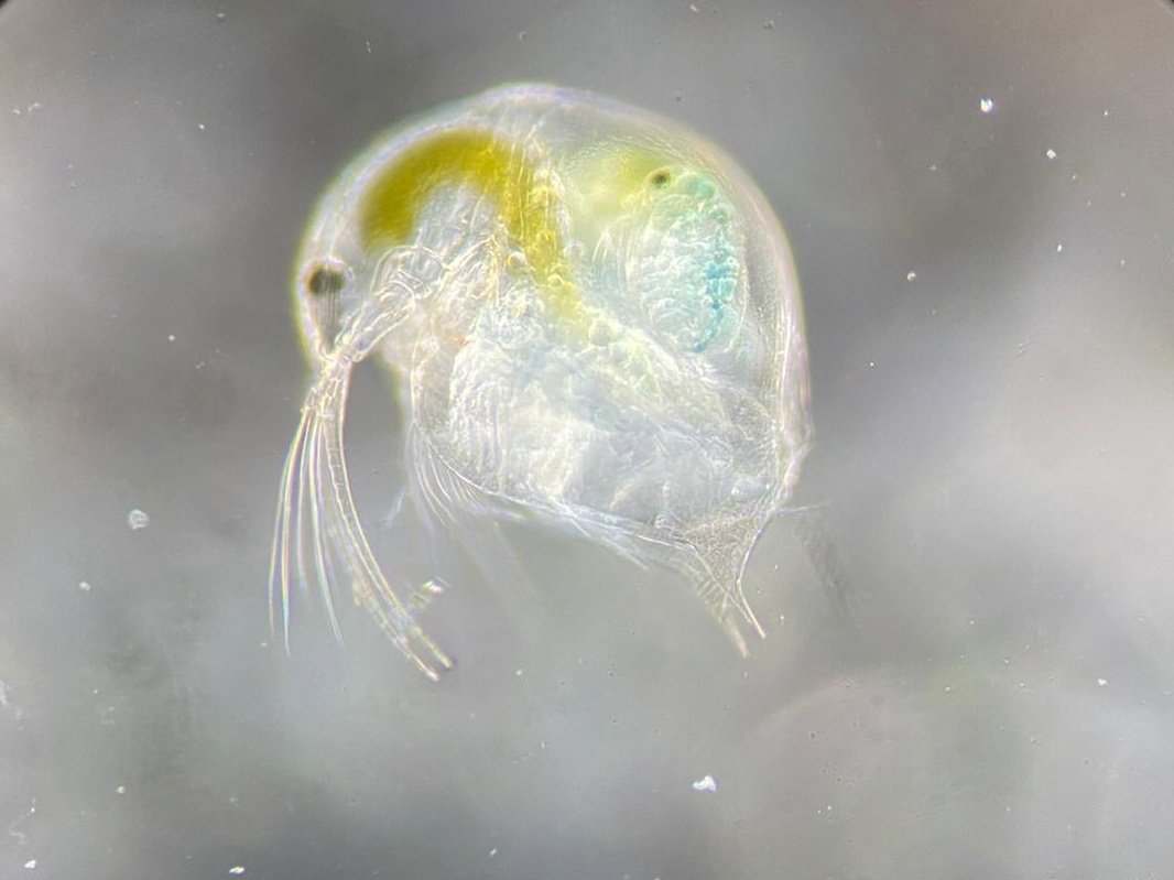 limnostation's tweet photo. Pregnant daphnia in lake zurich https://t.co/ooygfgHh3M