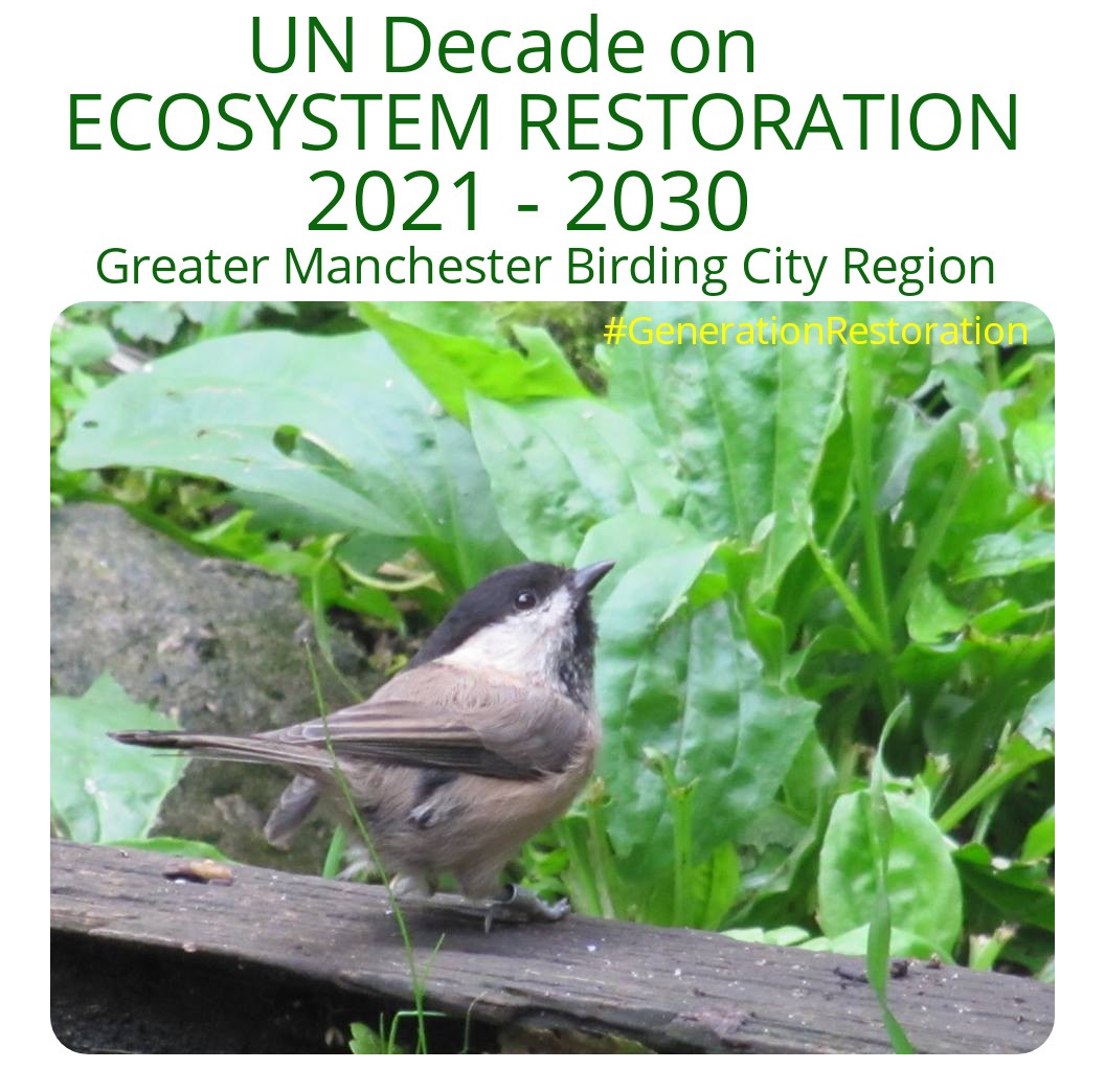 MancNature's tweet photo. The #GMBCRProject have selected the Willow Tit to represent #GreaterManchester in the United Nations Decade on Ecosystem Restoration 2021-2030 #GenerationRestoration #Springwatch https://t.co/s4ONbuYrK5 https://t.co/5ay3AtyLhA