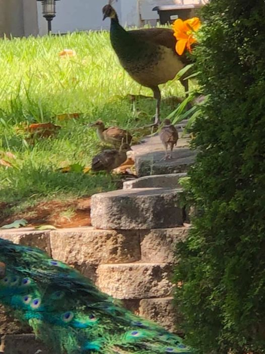 JulieParker144's tweet photo. My sister picked me up after team huddle and we went to view some property. We grabbed lunch on the go and went to the peacock park. The neighborhood is full of peacocks, and its baby season. Enjoy. I love YOU> #wildlife #photography #peackocks #babypeacocks https://t.co/UrOqnPv77t