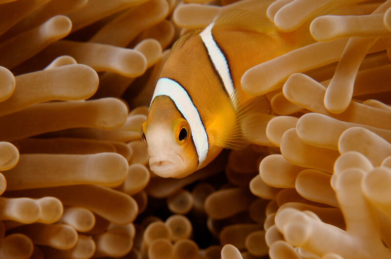 UniMelb Newsroom (@uommedia) on Twitter photo Young clownfish living closest to shore are dying faster than those further offshore because they are being exposed to artificial lighting.
→ go.unimelb.edu.au/5dmi
<a href="/SciMelb/">Science at Melbourne</a>
<a href="/EPHE_PSL/">École Pratique des Hautes Études - PSL</a>
@ucatolica_chile
<a href="/criobe_pf/">criobe_pf</a> Young clownfish living closest to shore are dying faster than those further offshore because they are being exposed to artificial lighting.
→ go.unimelb.edu.au/5dmi
<a href="/SciMelb/">Science at Melbourne</a>
<a href="/EPHE_PSL/">École Pratique des Hautes Études - PSL</a>
@ucatolica_chile
<a href="/criobe_pf/">criobe_pf</a>