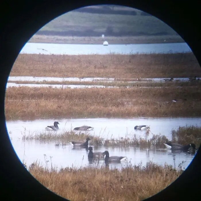In 1994 the Royal Jovial Ornithological Society was founded when the Gas Giant was found to have avian life after gastronomers operating a telescope mounted atop a sundial at the Jodrell Building Society’s astrognomonical observatory discovered that Jupiter is inhabited by geese.