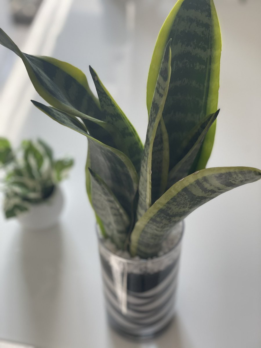 xkohki's tweet photo. スタバ寄って観葉植物買ってきました！
「よっしゃ、頑張ってこいつ育てよう！」と思って店員さんに育て方聞いたら
店員「忘れた頃に水やる程度でいいです」
って…そんなもん？笑 https://t.co/M8IDK5HDCj