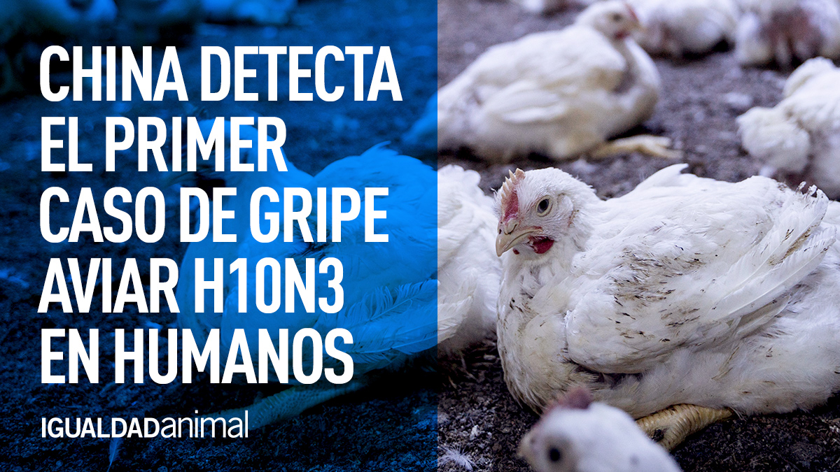 China detecta el primer caso de gripe aviar H10N3 en humanos. 

igualdadanimal.org/noticia/2021/0…