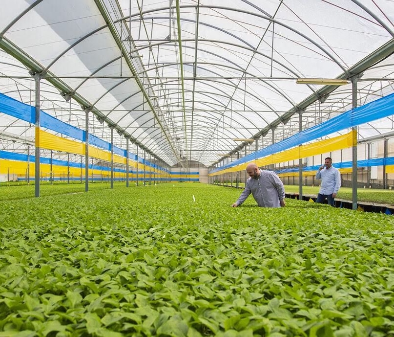 Continuamos en plena campaña de #pimiento ultimando las entregas de planta en la zona de #Dalias y comenzando con el campo de #Berja
🌱¡Ahora Pimiento, Ahora #ElPlantelSemilleros!🌱
#campaña #campañapimiento
