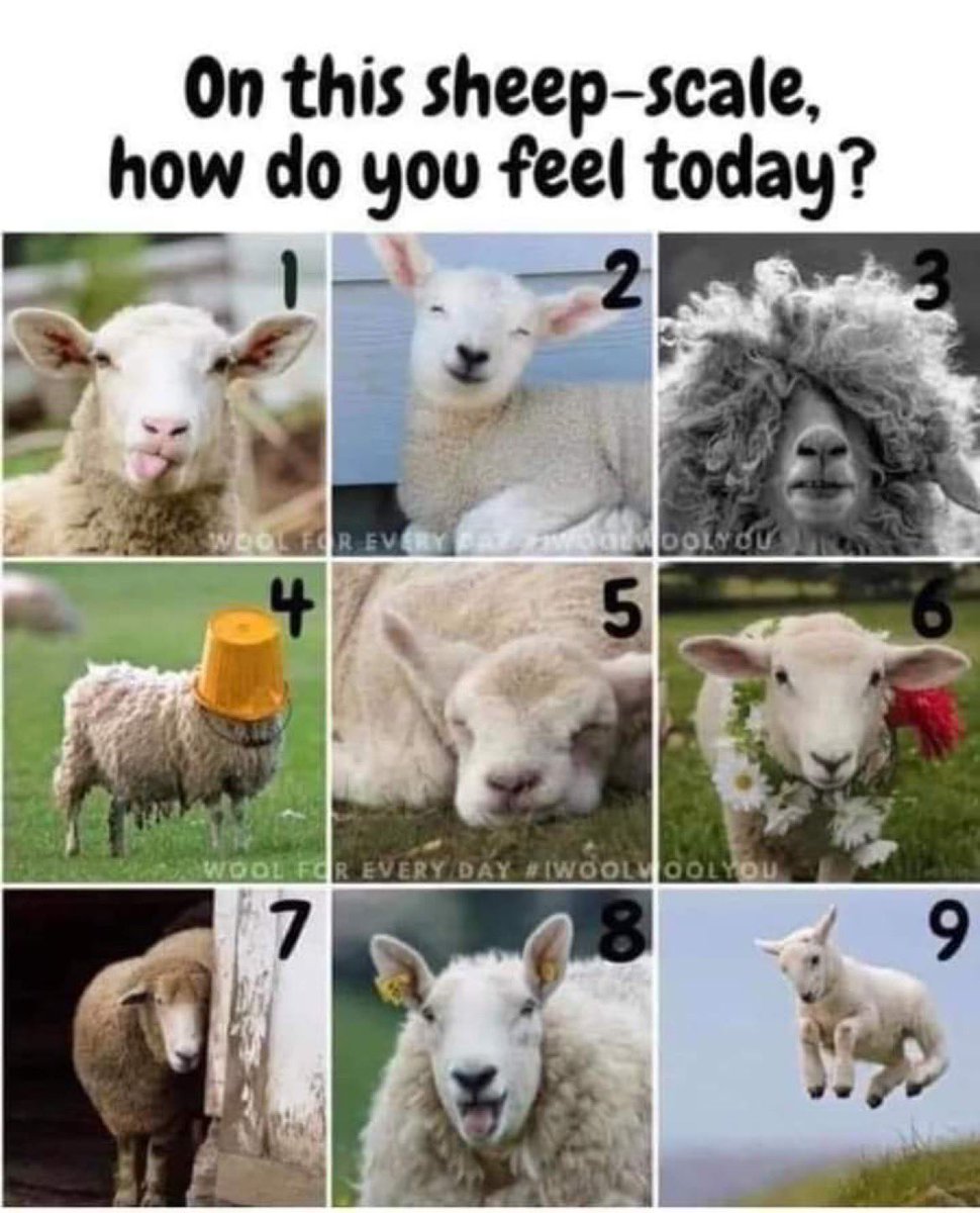 CMassey_Edu's tweet photo. Tell me how you really feel! I’m currently sitting at a 5... #sheepscale #teacherlife https://t.co/6oVLBQpPVA