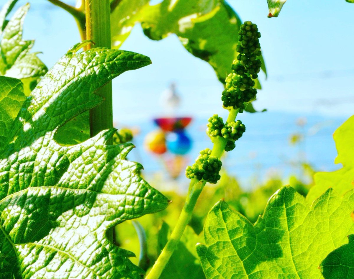 Hoy más que nunca le pedimos al riojano que #DecantaLaVida, que disfrute de su familia y amigos, del vino ya se encarga #CampoViejoRioja.