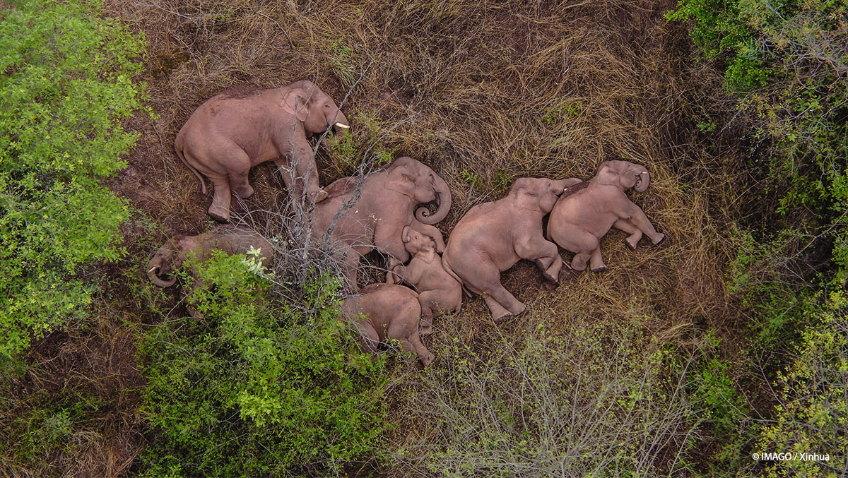 Pssst, sie schlafen. 🐘🥱💤 Das Kleinste ruht in der Mitte. So etwas haben wir auch noch nicht gesehen. Warum die Dickhäuter monatelang durch 🇨🇳 zogen, kann noch niemand genau sagen. Ihr Weg Richtung Kunming jedenfalls war nicht immer konfliktfrei. Nun gehen sie wohl zurück.⤵️⤵️