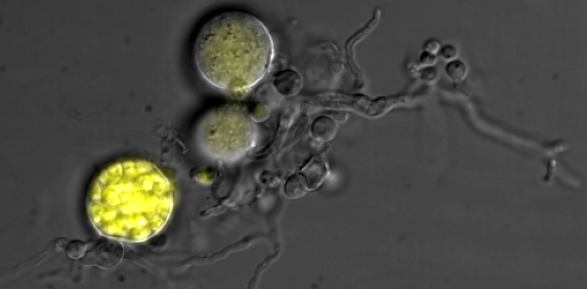 We are hiring a molecular biologist to work on chytrid fungi in beautiful western Mass! Help us develop new tools for understudied organisms with important ecological, evolutionary, and cell biology as part of a <a href="/MooreFound/">Moore Foundation</a> project w/ <a href="/hyphaltip/">Jason Stajich</a> &amp; Tim James. Open to any rank. 1/2