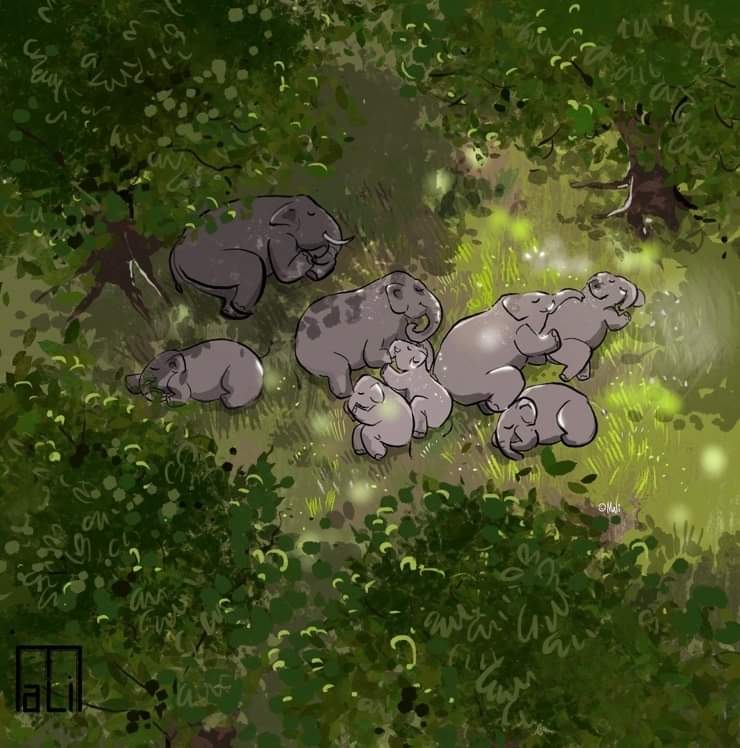 This is how elephants take a nap. This herd of 15 elephants in China have been walking for 15 months in an 500 km from home and  took a nap together after being tired.

#elephants #xiyang <a href="/BBCWorld/">BBC News (World)</a>