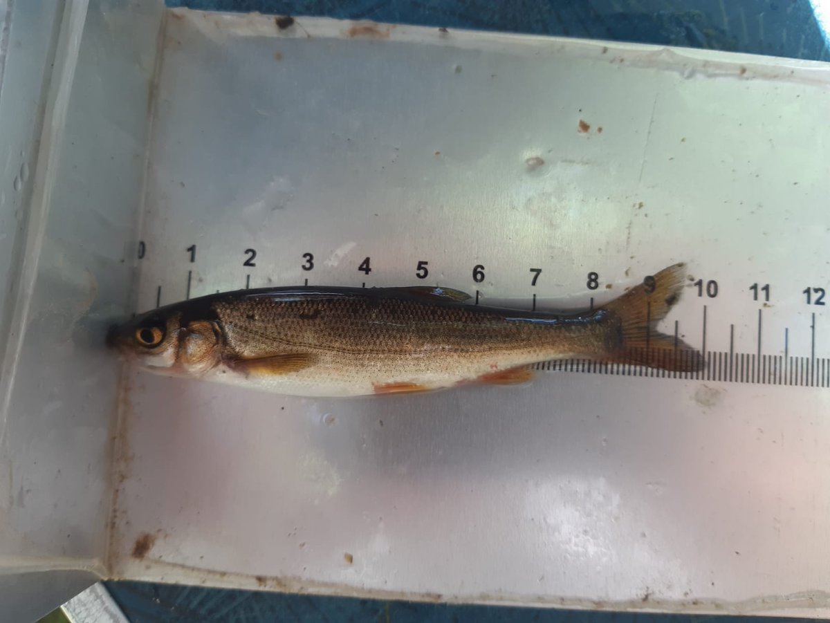 SantiBiologist's tweet image. La boga del Duero (Pseudochondrostoma duriense) es un endemismo ibérico. De notable capacidad migradora, puede salvar obstáculos y saltos de agua. Una lámina córnea en su labio inferior es un carácter típico de la especie. #rivers #fish #waterframeworkdirective #natura2000