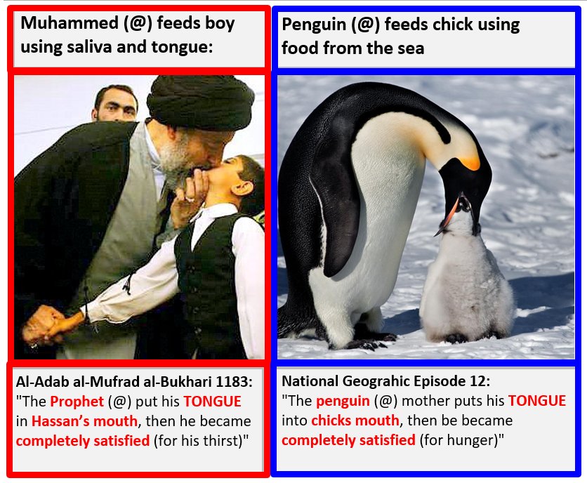 QueenAllat's tweet image. #MuslimBecause Muhammed cares for children just as much as a penguin mother cares for her young chicks...❤❤