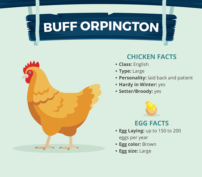 OfficialFarmgod's tweet photo. Have you ever wondered which #chicken breeds produce the most eggs? Here are the tip 4 Best egg laying chickens. https://t.co/2Qkucbi1fX