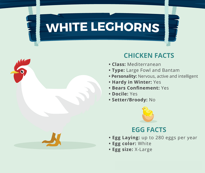 OfficialFarmgod's tweet photo. Have you ever wondered which #chicken breeds produce the most eggs? Here are the tip 4 Best egg laying chickens. https://t.co/2Qkucbi1fX