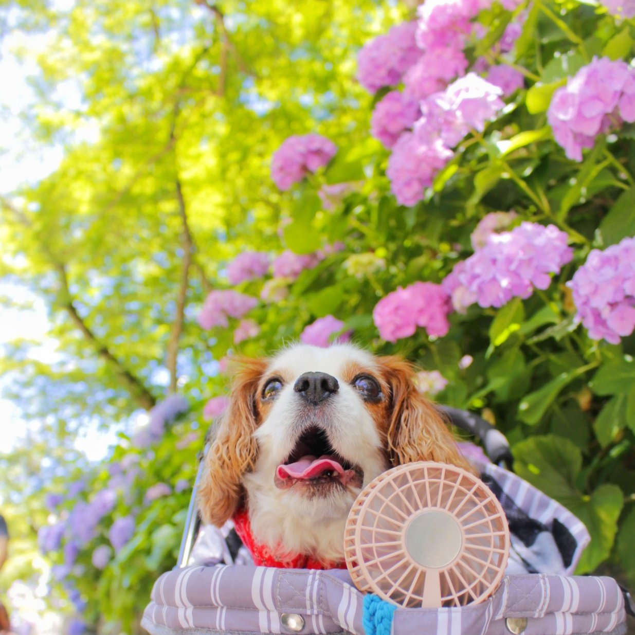 ケリー Kery Twitter