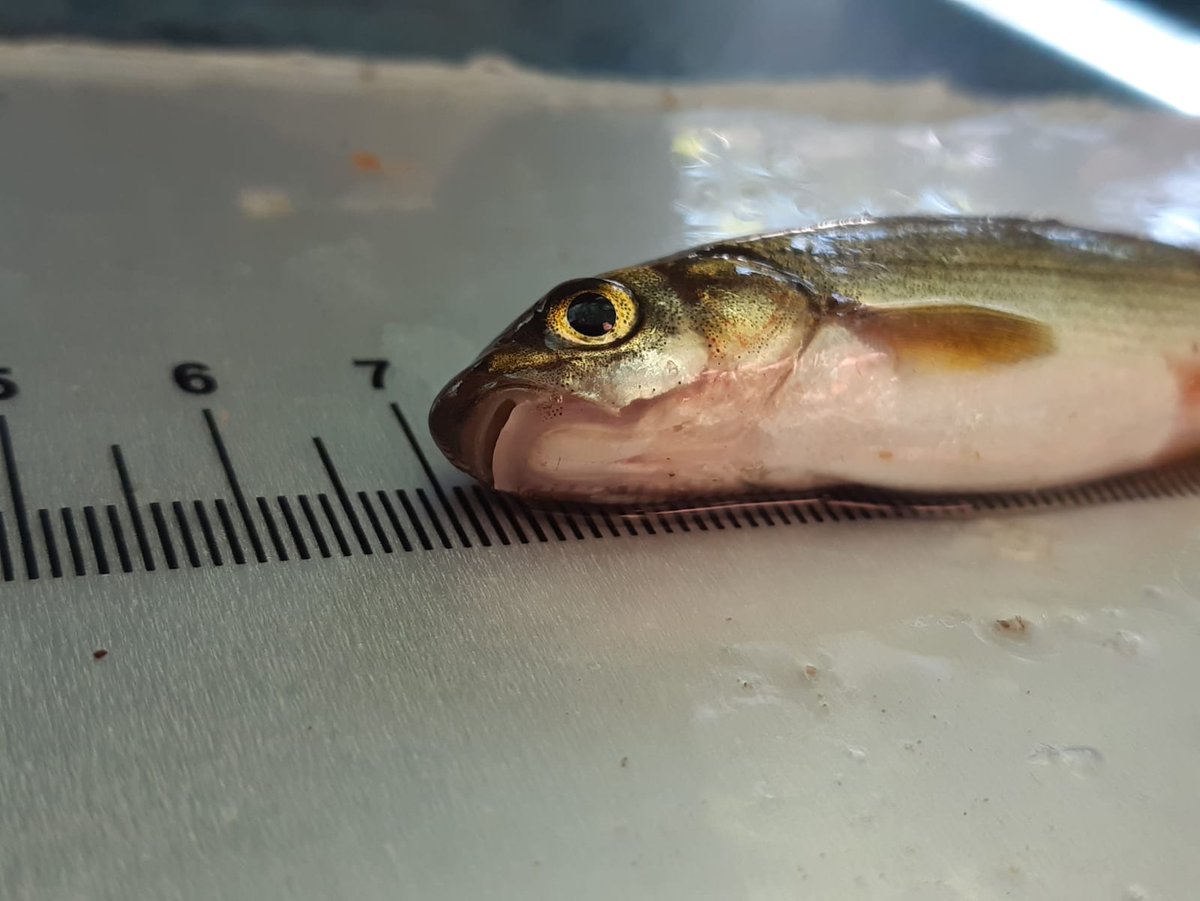 SantiBiologist's tweet image. La boga del Duero (Pseudochondrostoma duriense) es un endemismo ibérico. De notable capacidad migradora, puede salvar obstáculos y saltos de agua. Una lámina córnea en su labio inferior es un carácter típico de la especie. #rivers #fish #waterframeworkdirective #natura2000