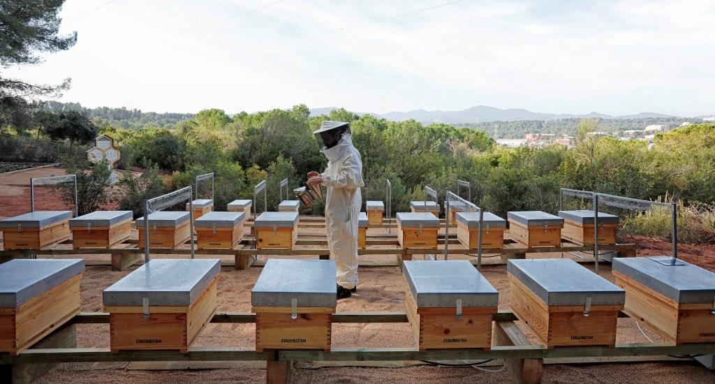 AltimaSF's tweet photo. 🥇@clubemas premia el Apiario didáctico del #cementerio de #RoquesBlanques como 'Mejor acción de implicación de las partes interesadas' en los #PremisEMASCAT 2021. 
🐝#Áltima @parcncollserola #Melvida #LaCyca #Aristeu @Esclatec @CCBaixLlobregat

#WeForEMAS @mediambientcat https://t.co/JjPme7xO0V