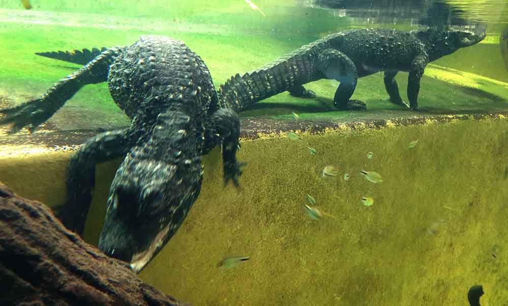 TetZoo's tweet photo. They also have two African dwarf crocs - which I've now heard (thanks to a comment at #TetZoo) are indeed known to be the nominal species #Osteolaemus tetraspis. You can see the crocs both under and above the water... #crocodiles #zoos @ZSLWhipsnadeZoo https://t.co/MSSfC1yVq4
