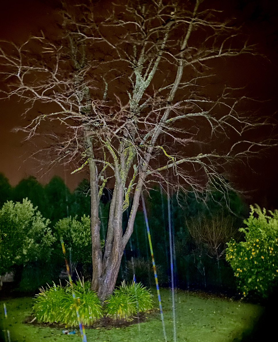 ‘‘Twas a dark and stormy night……

and I drew the short straw to take the dogs to the toilet 🌧☔️ #eastcoastlow #gippsland