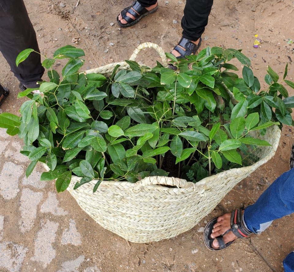 Greening up Lamu County, in partnership with <a href="/PACJA1/">PACJA</a> a 1000 seedlings were planted today as part of Ecosystem restoration and creating awareness on Environment in Lamu.

#ClimateAction #GenerationRestoration