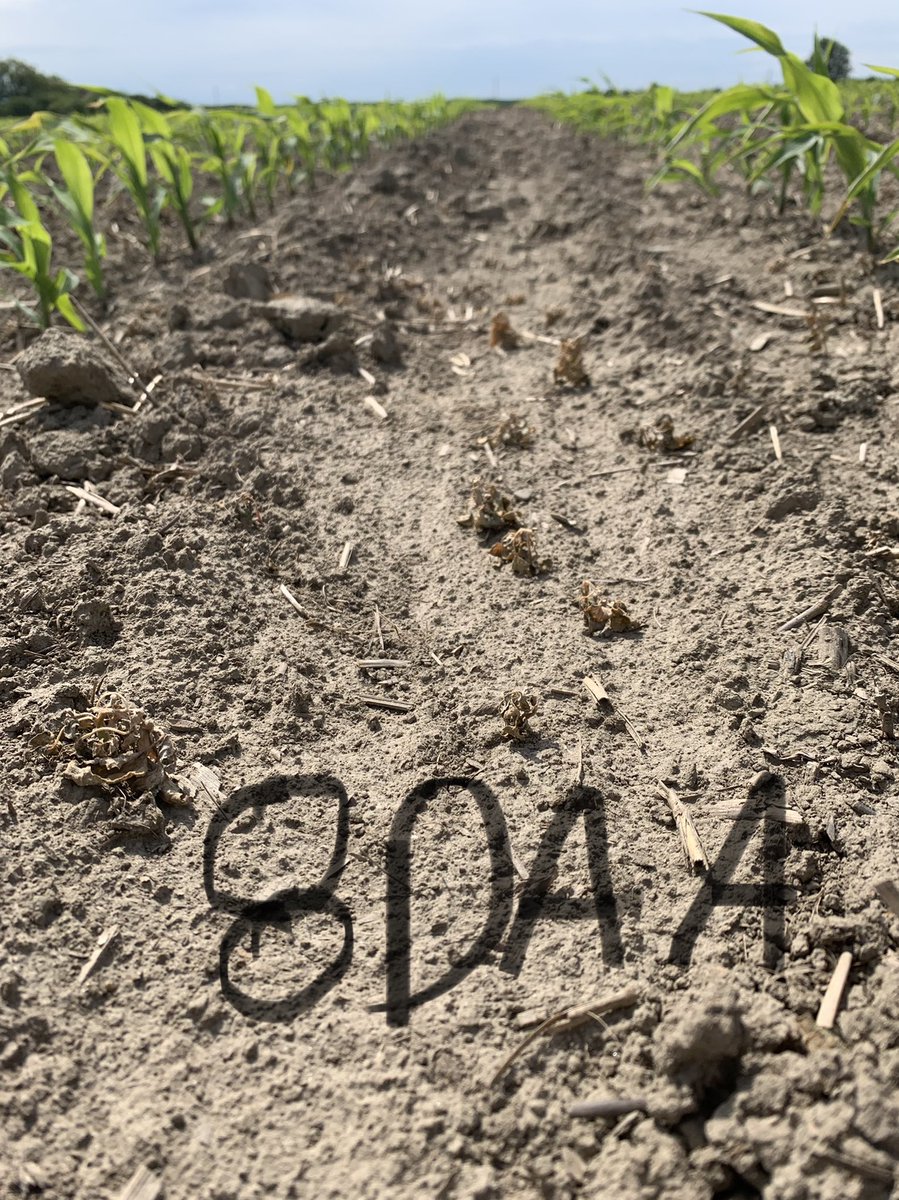 Have you tried yet our new corn herbicide? Laudis provides fast-acting broadleaf and grass weed control in corn🌽 🤩 when I say fast-acting.. in a couple of days we saw an effect 😊 <a href="/Bayer4CropsCA/">Crop Science Canada</a>