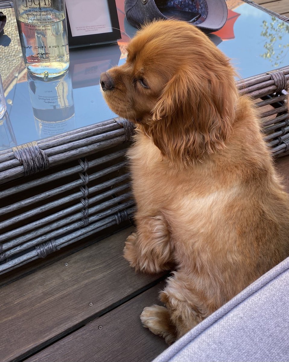 Yesterday this pup snuffled over and sat with us for twenty minutes and it was…glorious