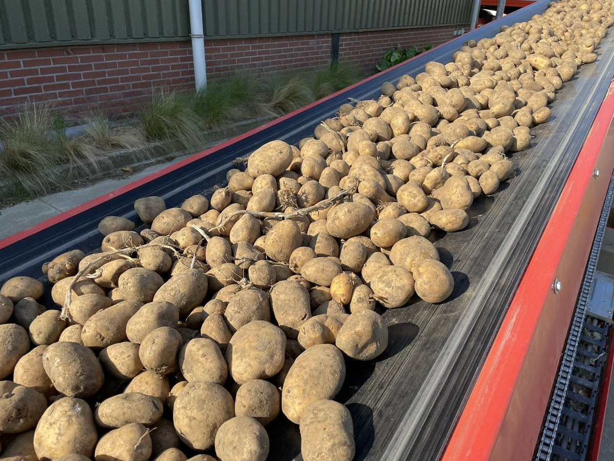 LaurensWinter's tweet photo. Zonder mechanische koeling komen de (export)aardappelen mooi uit de box! De (export)aardappelprijzen laten het echter op dit moment afweten. https://t.co/M1ZheeqMdI