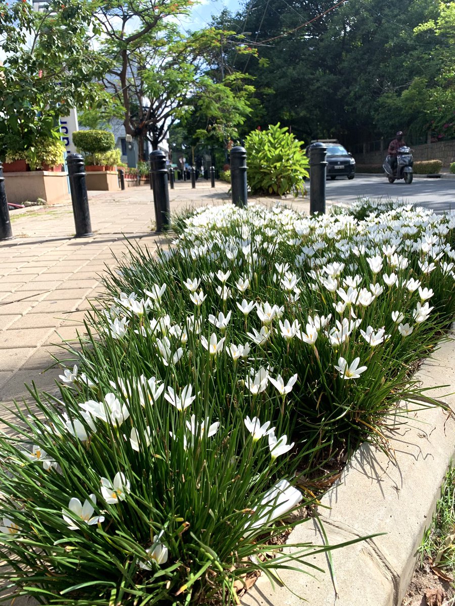 Walking back from MMCL office I was struck by the pristine beauty of a bed of #MonsoonLillies on St. Marks Road…You can see why Namma Bengaluru is the no. 1 city to live & work in India (may be even Asia) @dp_satish @BBMPCOMM