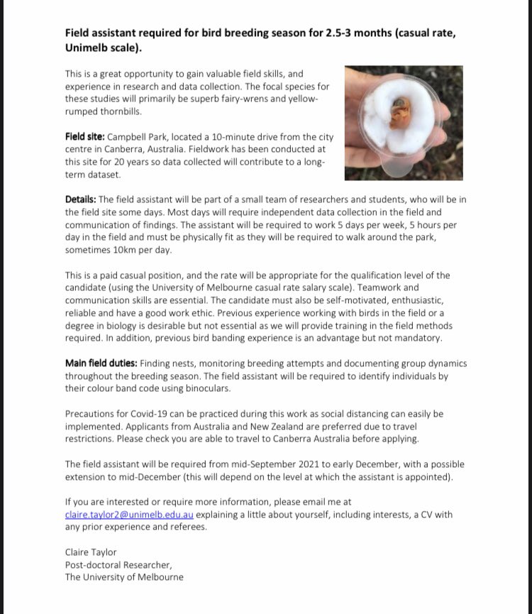 Claire Jayne Taylor (@clairejaytay) on Twitter photo We are looking to hire a paid field assistant for the upcoming #superbfairywren breeding season in Canberra, Australia from mid Sep-Dec 2021! Come join the dream team #beamlab <a href="/medinailiana/">Iliana Medina</a> and #Langmorelab <a href="/NaomiLangmore/">Naomi</a> and be part of some cool research on these amazing birds! We are looking to hire a paid field assistant for the upcoming #superbfairywren breeding season in Canberra, Australia from mid Sep-Dec 2021! Come join the dream team #beamlab <a href="/medinailiana/">Iliana Medina</a> and #Langmorelab <a href="/NaomiLangmore/">Naomi</a> and be part of some cool research on these amazing birds!