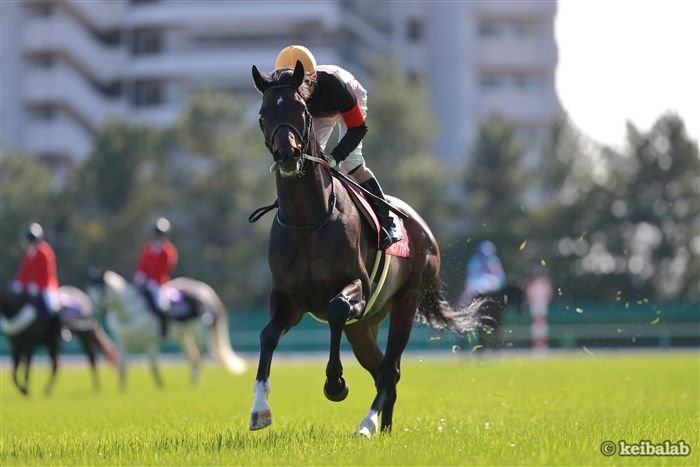 ペルシアンナイト Twitter Search