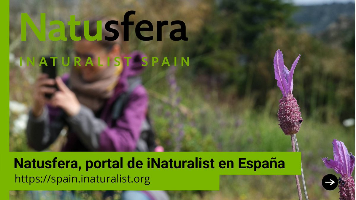 GBIF España/Spain tweet media