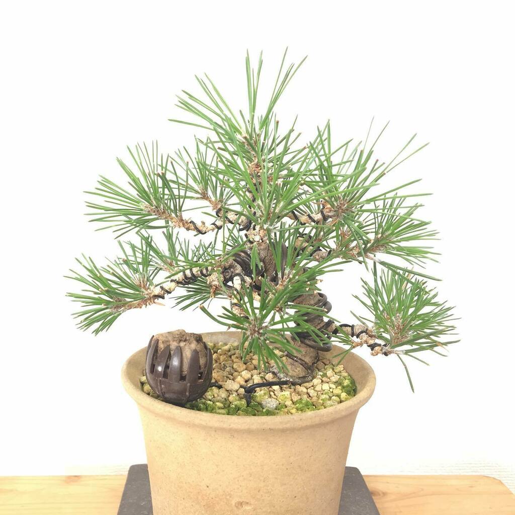 bonsainote's tweet photo. #クロマツ この時期が一番かっこいい！😁

#���松 #盆栽 #bonsai #自然 #緑 #植物 #nature #green #plants #분재 #盆景 #Câycảnh #บอนไซ https://t.co/CXWQjmgvbf https://t.co/9si9KxF36c