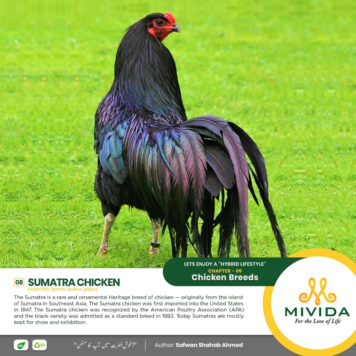 Let’s enjoy a “Hybrid Lifestyle”
Chapter – 05
Chicken Breeds

Sumatra Chicken (08)
Scientific Name: Gallus gallus

Please visit us on our official Facebook page for more details:
facebook.com/MIVIDAPakistan…

#MIVIDA #mividapakistan #ecosustainable #chickenbreeds #sumatrachicken
