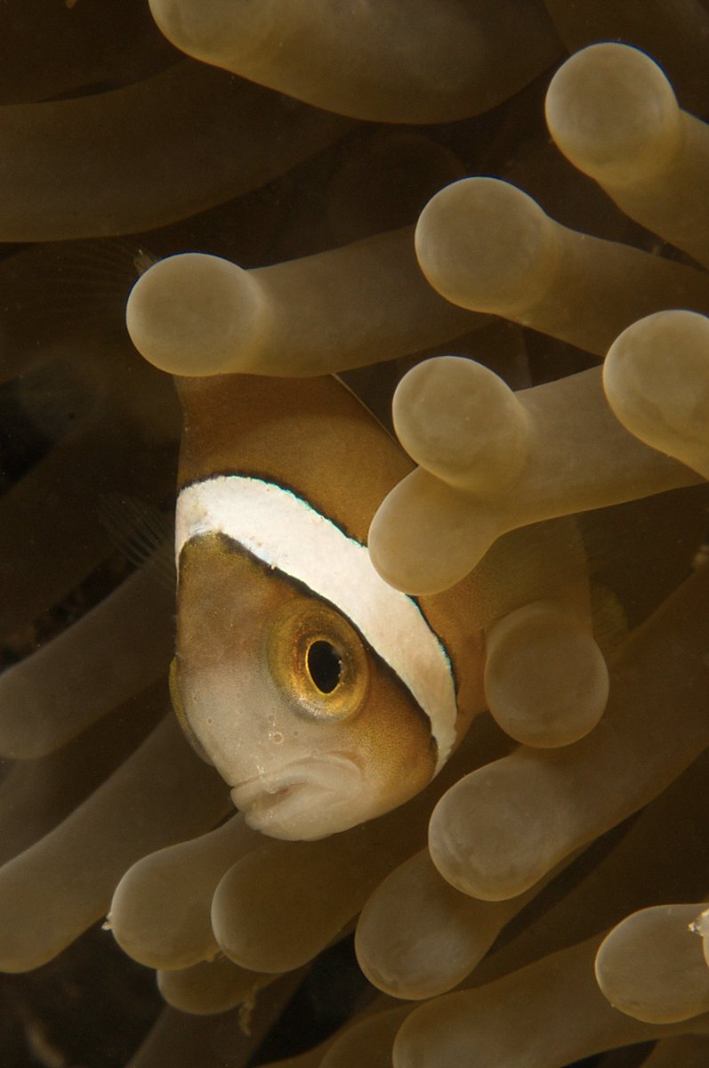 Suzanne Mills (@suzannecmills) on Twitter photo Long-term ALAN in the wild decreases survival and growth of #Nemo | Proceedings of the Royal Society B: Biological Sciences <a href="/jules_schligler/">Jules Schligler</a> @daphnecortese @r_beldade Stephen Swearer <a href="/criobe_pf/">criobe_pf</a> <a href="/EPHE_PSL/">École Pratique des Hautes Études - PSL</a> <a href="/AgenceRecherche/">ANR - Agence nationale de la recherche</a> <a href="/skyeinstruments/">Skye Instruments Ltd</a> royalsocietypublishing.org/doi/10.1098/rs… Long-term ALAN in the wild decreases survival and growth of #Nemo | Proceedings of the Royal Society B: Biological Sciences <a href="/jules_schligler/">Jules Schligler</a> @daphnecortese @r_beldade Stephen Swearer <a href="/criobe_pf/">criobe_pf</a> <a href="/EPHE_PSL/">École Pratique des Hautes Études - PSL</a> <a href="/AgenceRecherche/">ANR - Agence nationale de la recherche</a> <a href="/skyeinstruments/">Skye Instruments Ltd</a> royalsocietypublishing.org/doi/10.1098/rs…