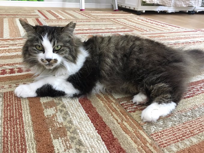 猫カフェれおんのtwitterイラスト検索結果