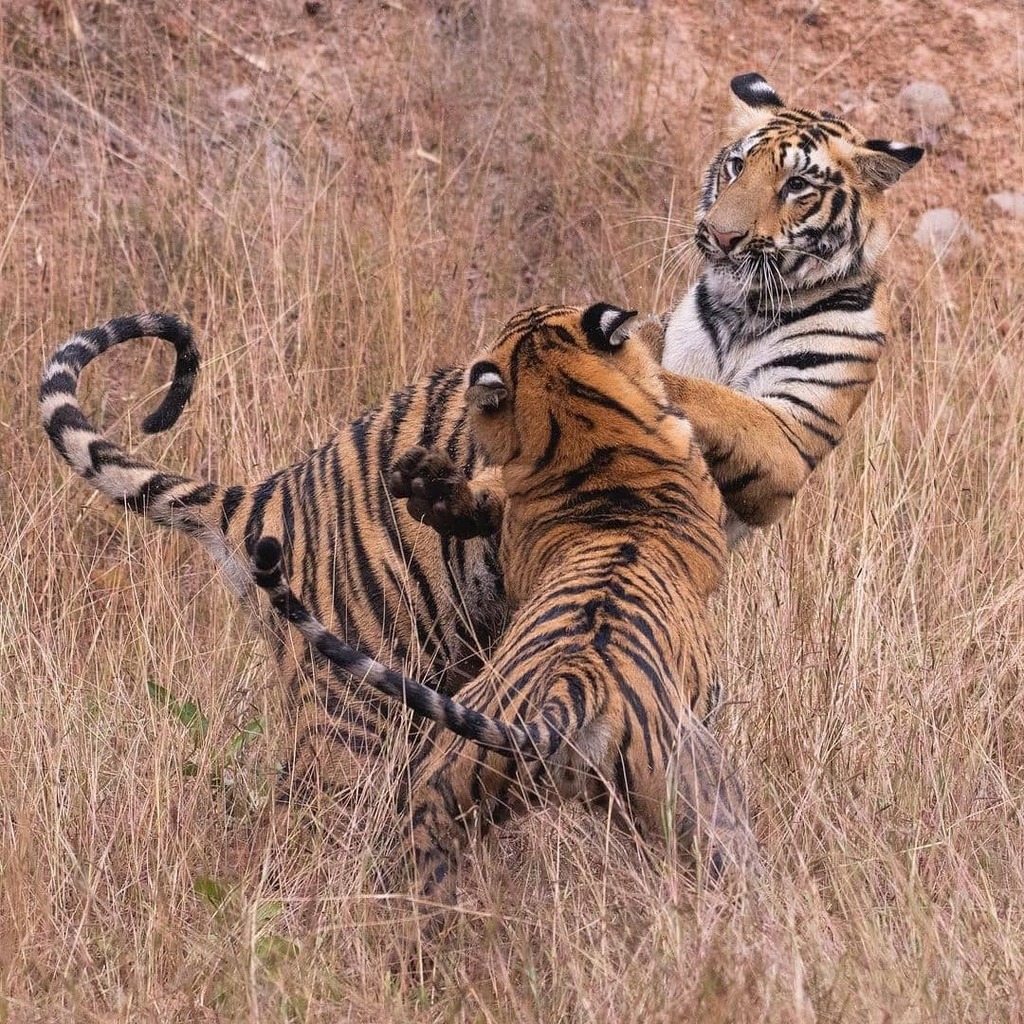 BigCatsIndia's tweet photo. Action Freezed 
*
*
*
#bigcatsindia #safariwithbigcats #bigcats #savebigcats #bigcatssafari #savetigers #savelions #saveleopards #savewildlife #savenature #savethetiger #wildlifeconservation #wildlifephotography #wildlifeindia #saveearth #wildlifeonearth #biodiversity #savec… https://t.co/ritsxCB9hz