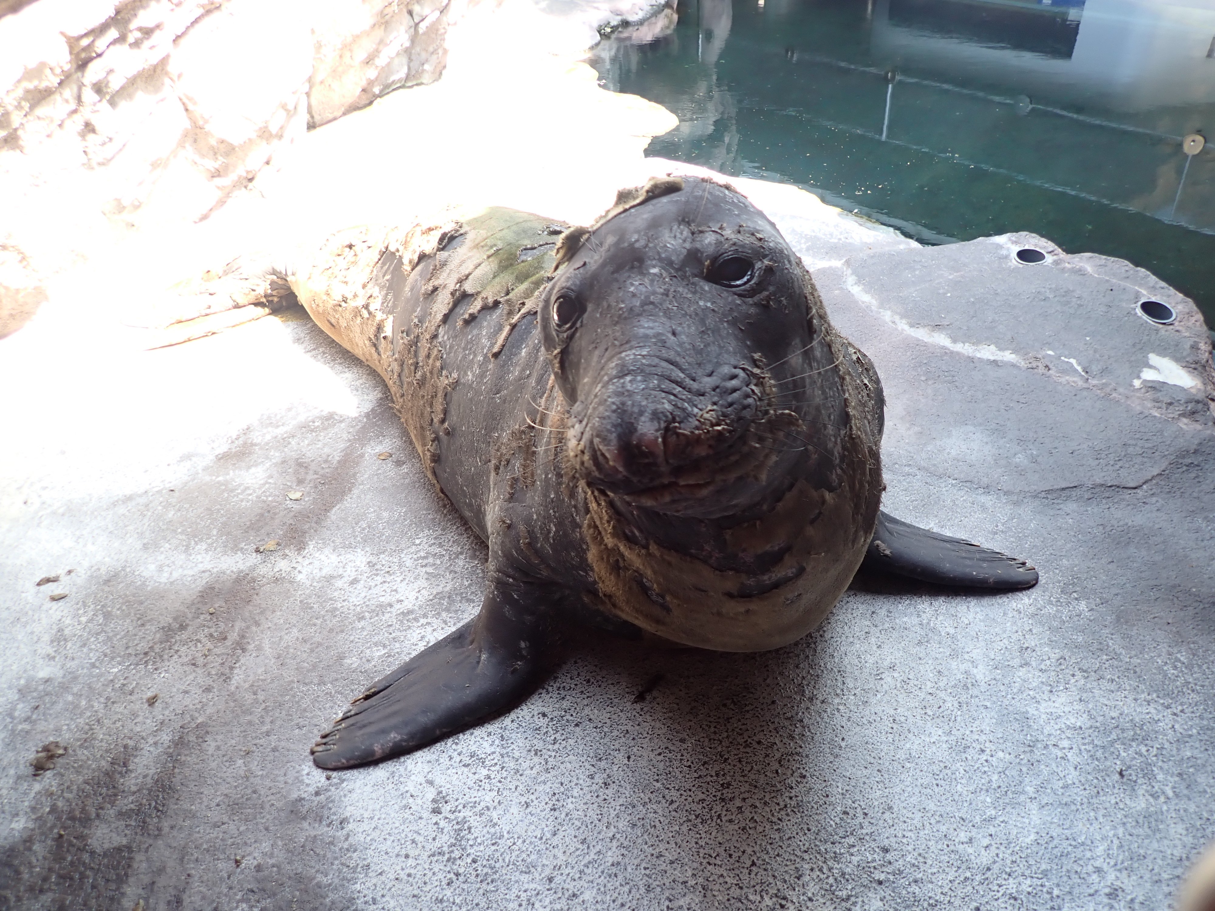 鶴岡市立加茂水族館 キタゾウアザラシのなおみちゃん 換毛どんどん進んでいま す 加茂水族館 キタゾウアザラシ T Co Cacbayqetn Twitter