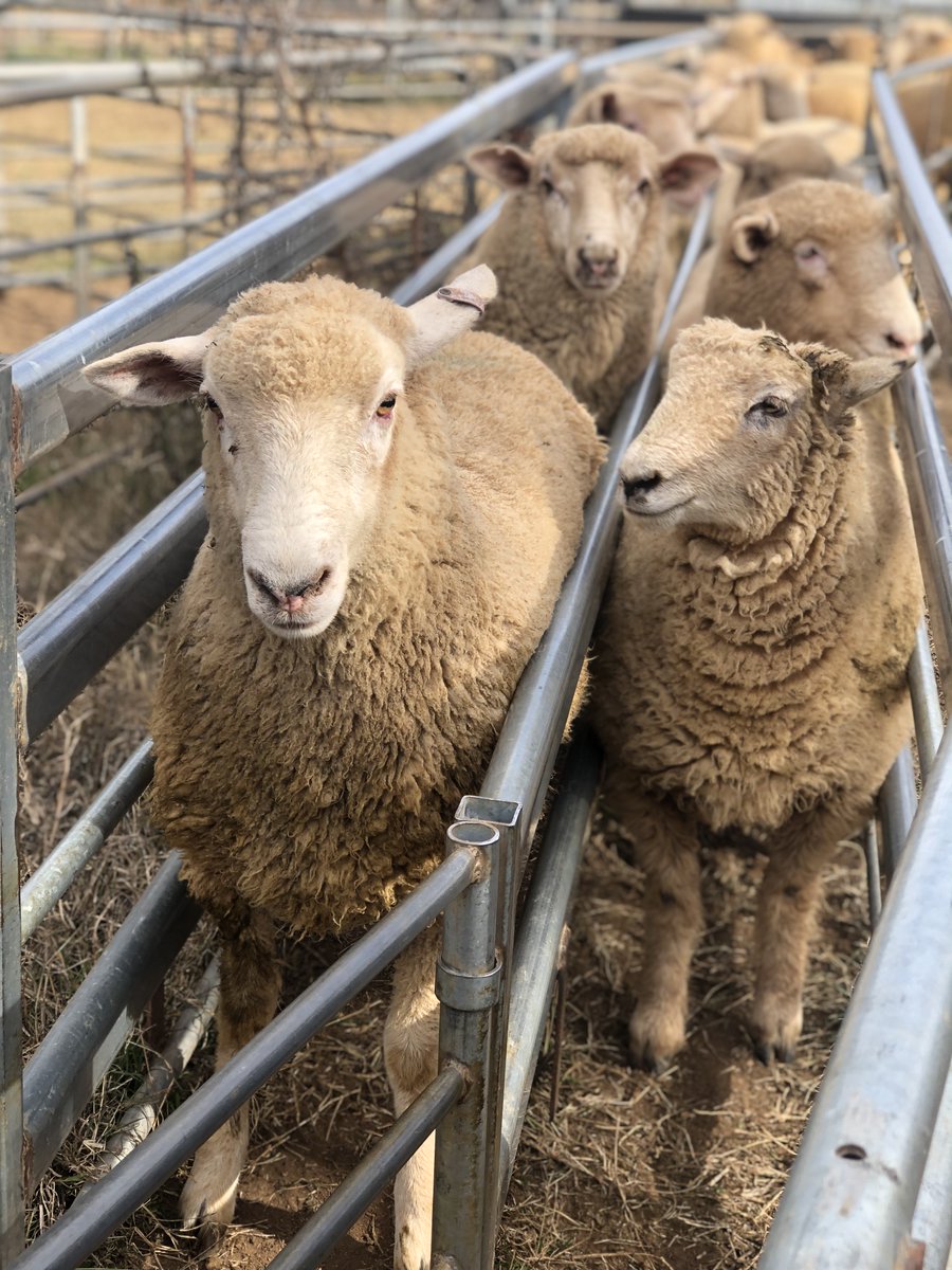 MSM Milling tweet media