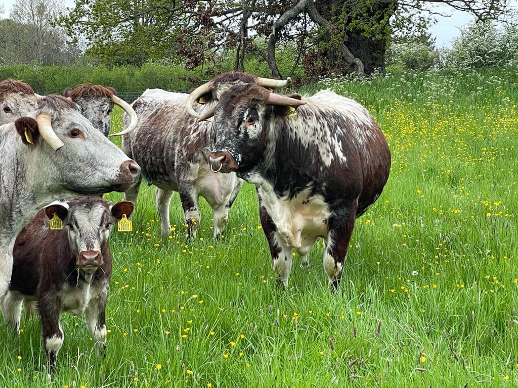 Cornbury House Farm tweet media