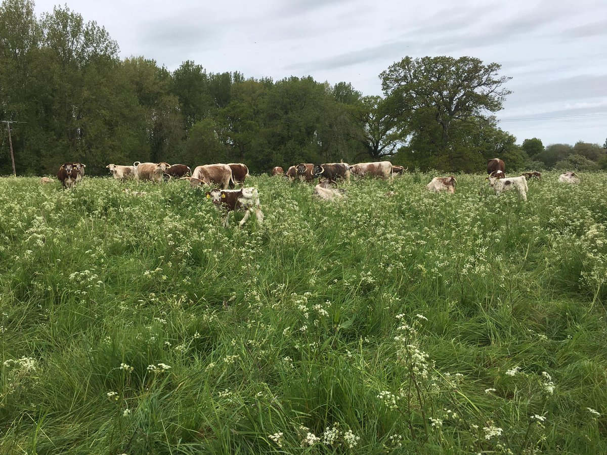 Cornbury House Farm tweet media