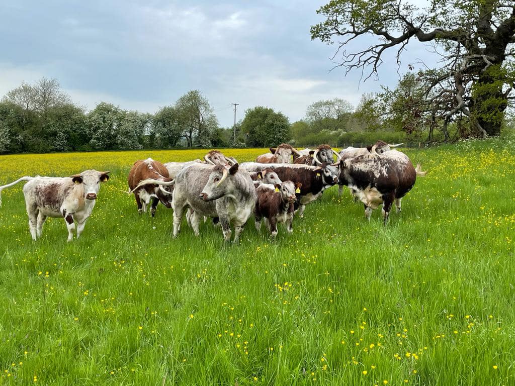 Cornbury House Farm tweet media