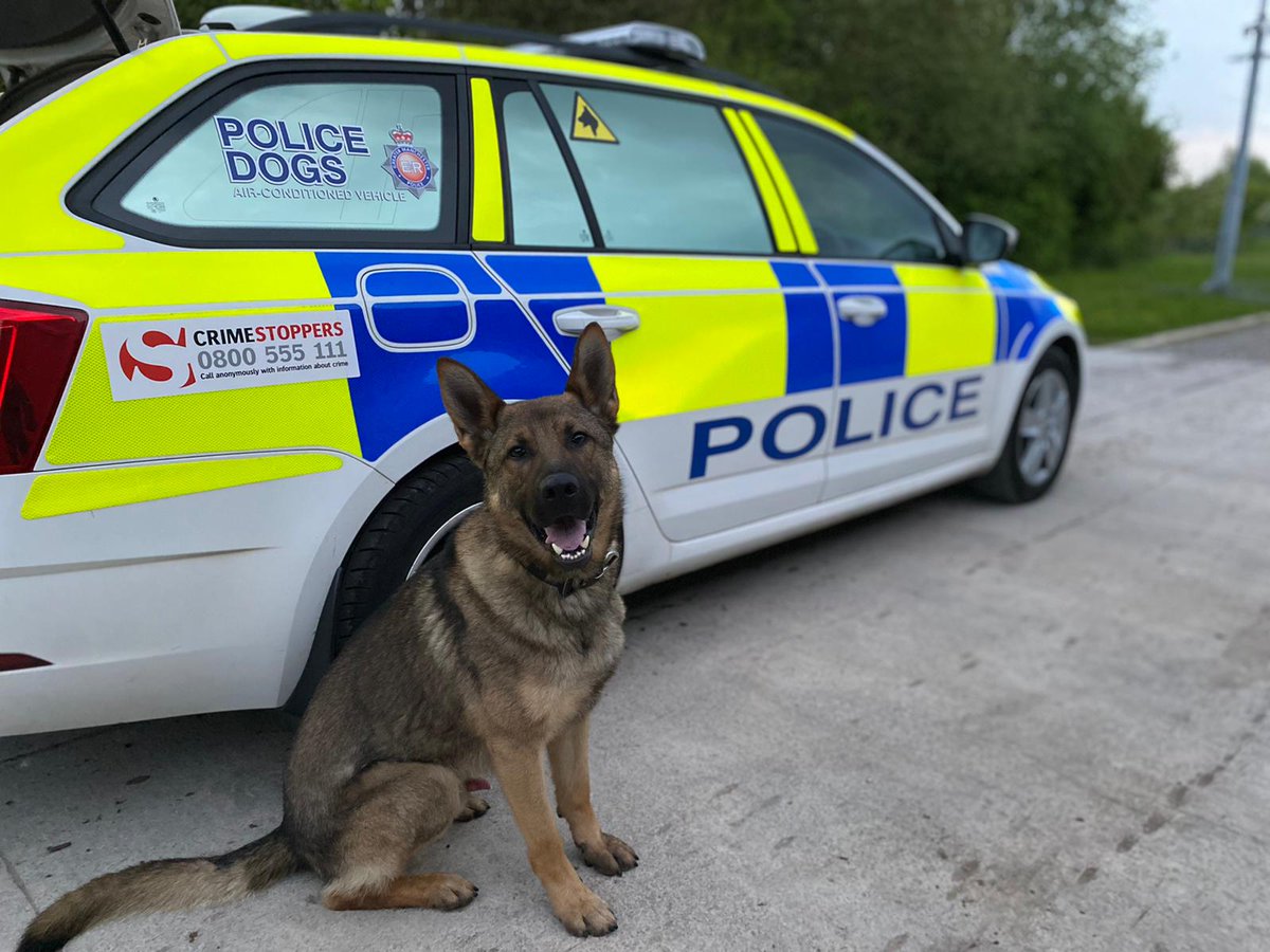 GMPDogs's tweet photo. PD Eddie attended a report of an ongoing  burglary.
On attendance the offender fled back into the property only to be Detained by Eddie, offender also in possession of a hammer.
Occupant had been assaulted- the premises was in fact a Cannabis farm.
@gmpolice  @Gmpmoston https://t.co/PBr3pYy2LB