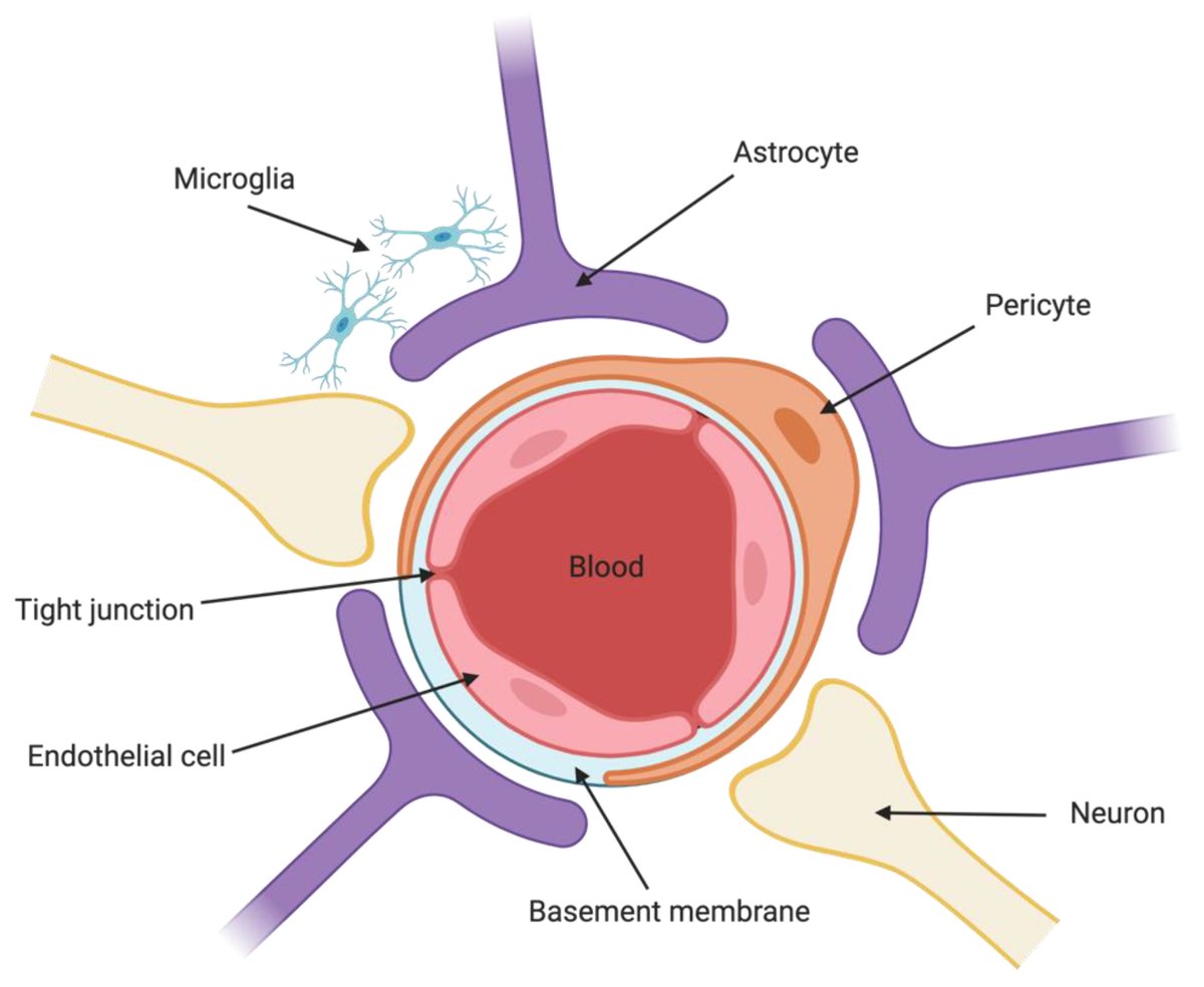 #MDPIPharmaceutics📗
"Delivery of Therapeutic Agents to the Central Nervous System and the Promise of Extracellular Vesicles" by Charlotte A. René et al.
Full paper at mdpi.com/1999-4923/13/4…