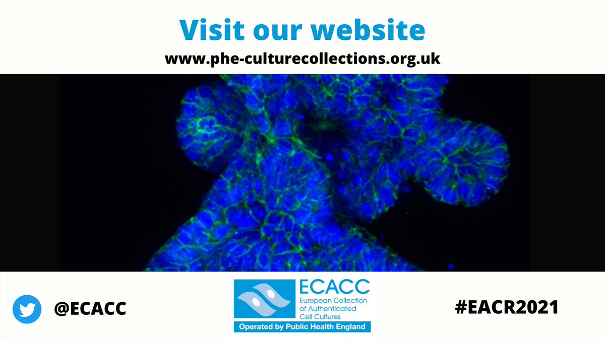 ECACC's tweet photo. Visit our website for more information about #ECACC and #cellines! @EACRnews #EACR2021 https://t.co/HkVOHKAz5b https://t.co/TEHnRnOday