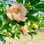 Image for the Tweet beginning: 最近はリツイート率が多めですみませんね。

#三公記念館 で柘榴の花咲いてた。
初めて見たよ。 