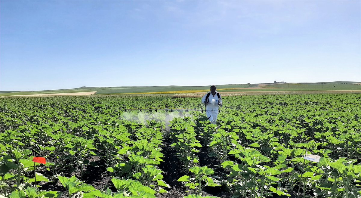 AegOrg's tweet photo. Tratamiento con Boro en el ensayo de abonado con este microelemento en Fuentes de Andalucía, Sevilla. Colaboran @SyngentaES y @YaraIberian dentro de los ensayos de la respuesta del girasol al abonado con Boro que coordina a nivel nacional @Aegorg. https://t.co/gtiDlVtDNv