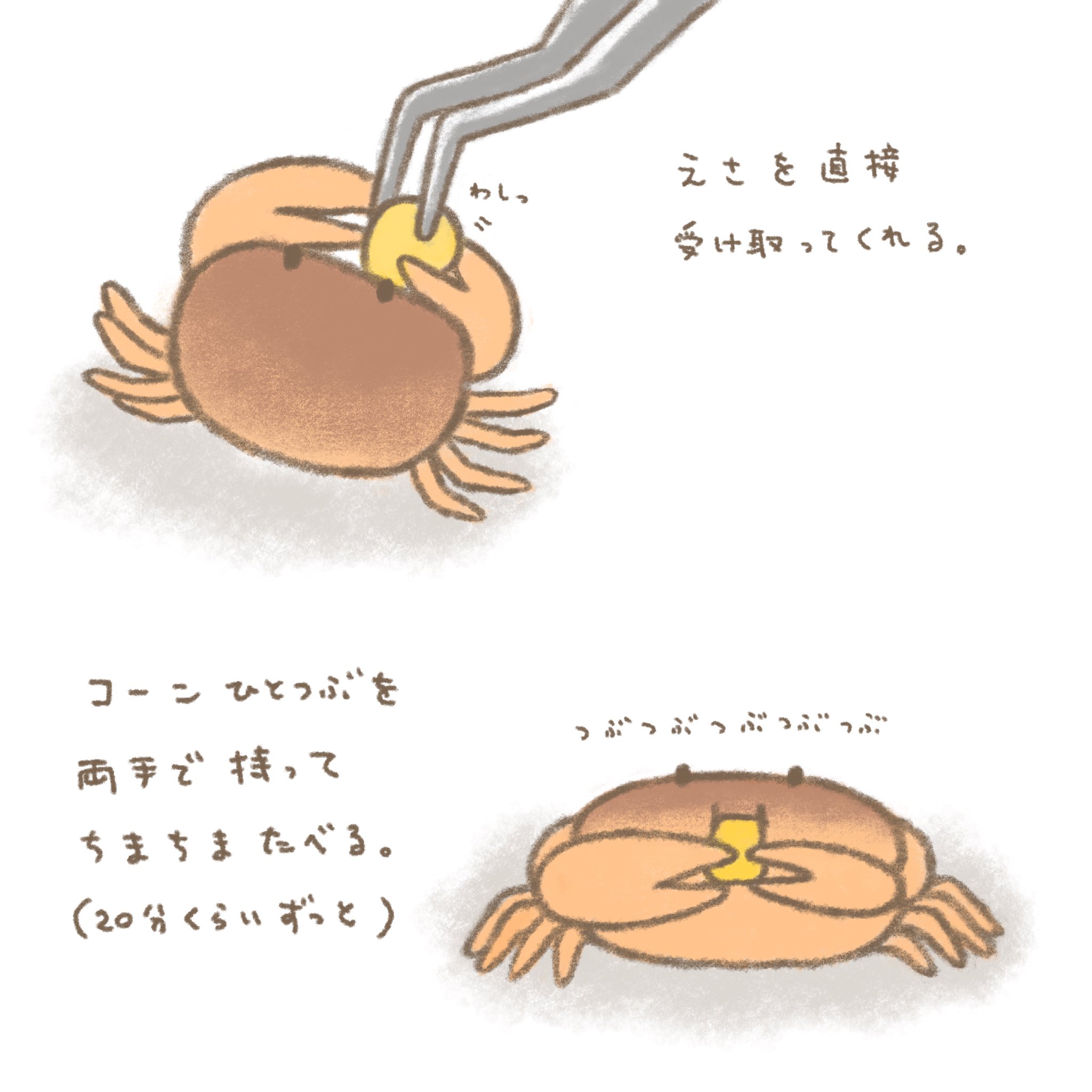 よこみぞゆり スーパーで売ってたサワガニを飼い始めたら 思ってた以上にかわいい さわがにっき よこみぞゆり スーパーで売ってたサワガニを飼い始めたら 思ってた以上にかわいい さわがにっき