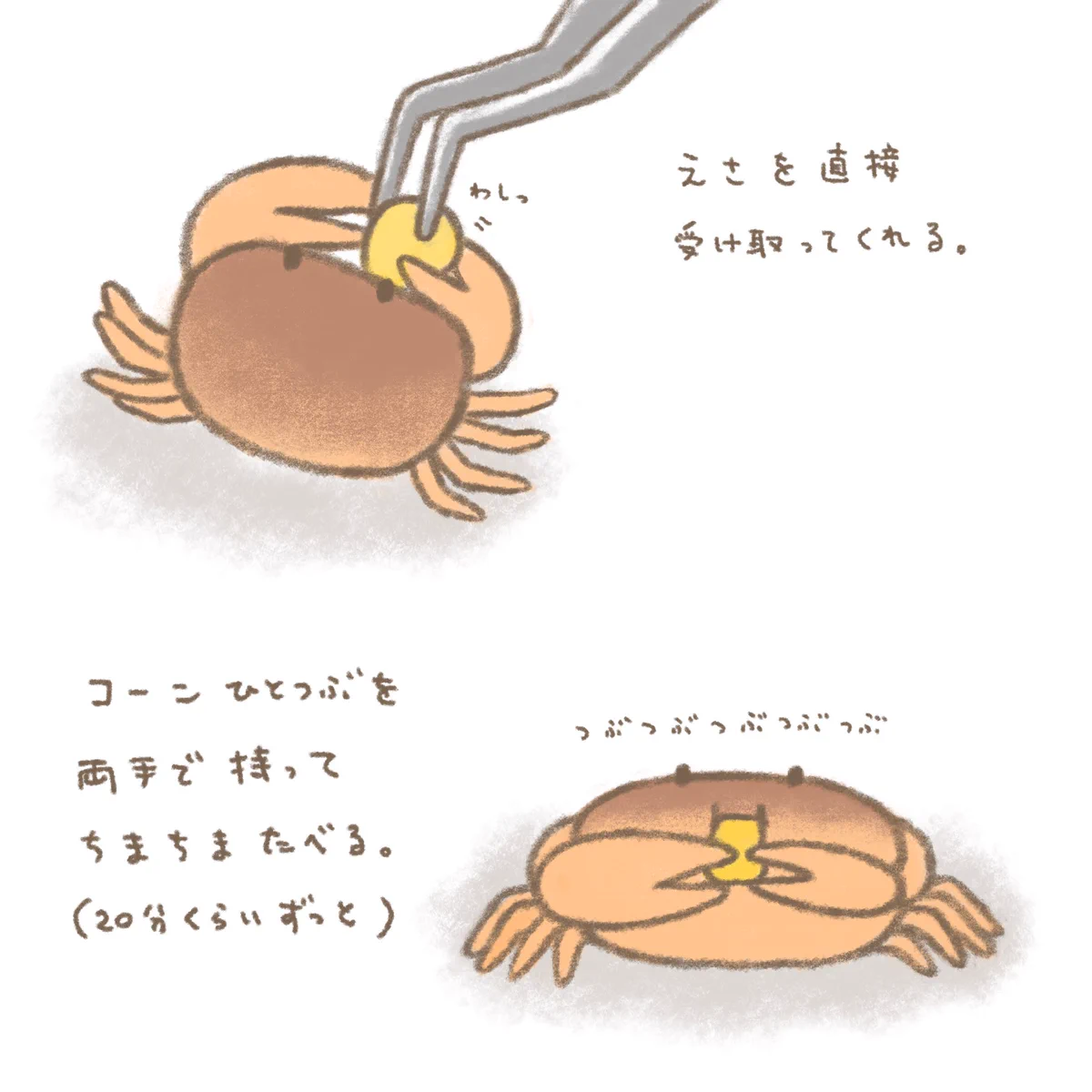 見てるだけで癒される！大事そうに両手でコーンを持って食べるサワガニが可愛すぎる！