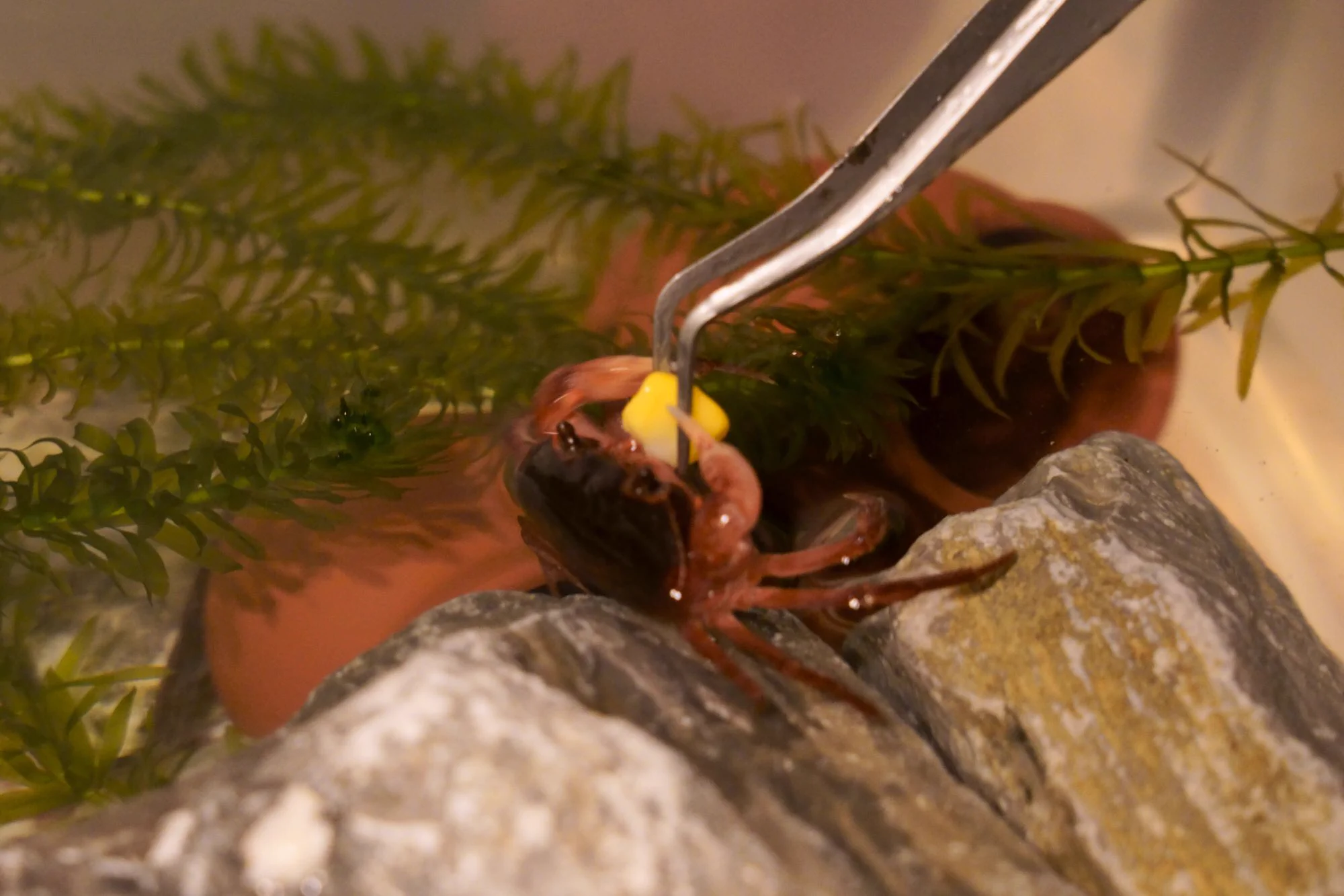 見てるだけで癒される！大事そうに両手でコーンを持って食べるサワガニが可愛すぎる！
