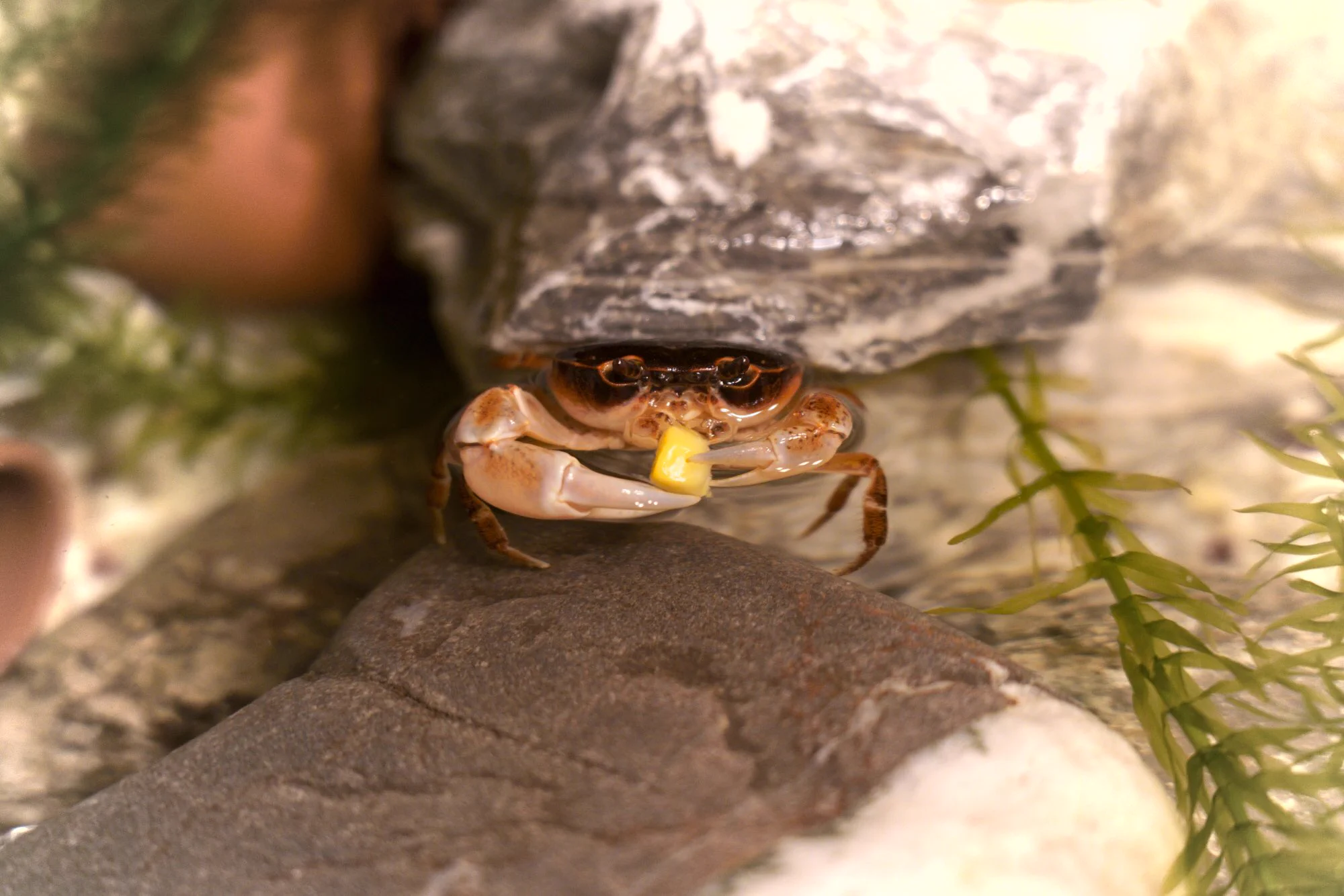 見てるだけで癒される！大事そうに両手でコーンを持って食べるサワガニが可愛すぎる！