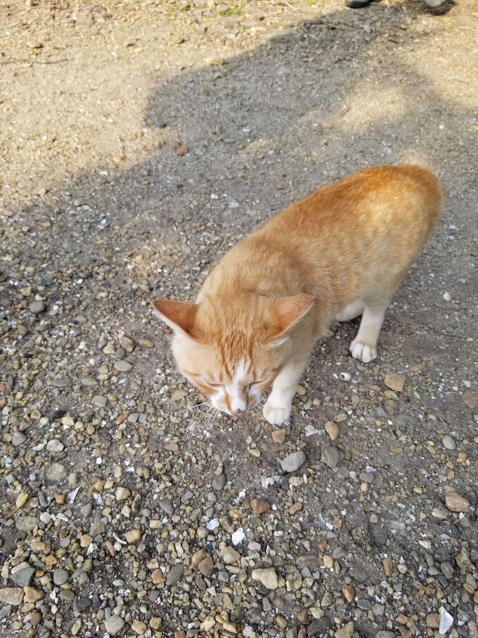 Chibiko チビコの純生黒糖屋さん 恐竜の島のネコ隊長 ハウステンボス 無人島 ジュラシックパーク T Co Soh8tzdlmc Twitter